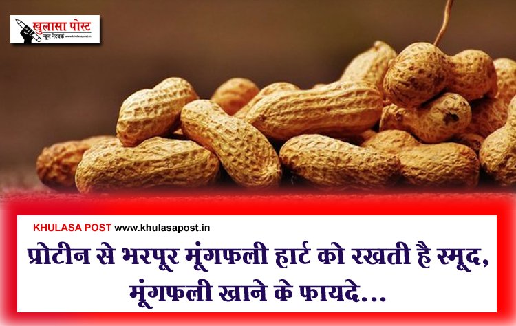 Health Benefits Peanut : प्रोटीन से भरपूर मूंगफली हार्ट को रखती है स्मूद, मूंगफली खाने के फायदे...
