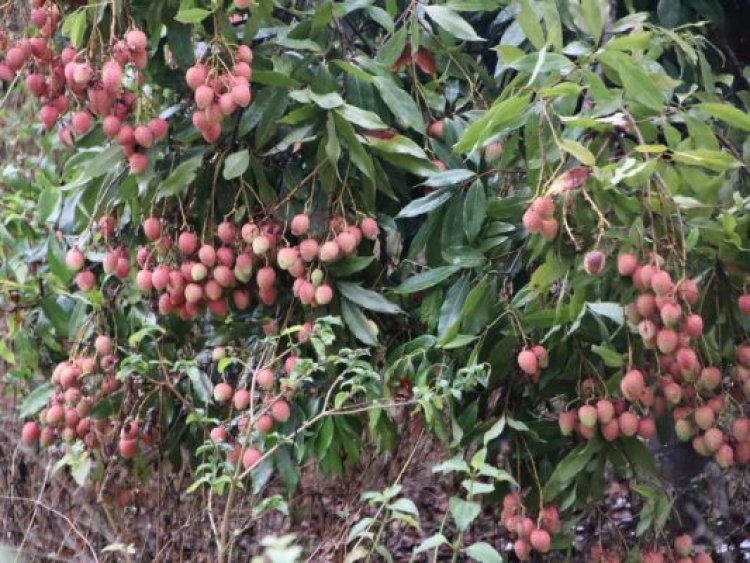 लीची से  किसान की आय में इजाफा