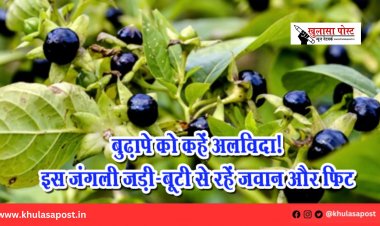 बुढ़ापे को कहें अलविदा! इस जंगली जड़ी-बूटी से रहें जवान और फिट