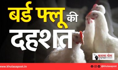 बर्ड फ्लू संक्रमण की पुष्टि, 10 किमी के दायरे में कड़े प्रतिबंध लागू, मुआवजे की दर तय