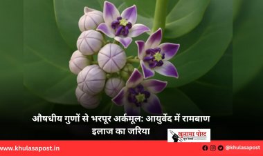 औषधीय गुणों से भरपूर अर्कमूल: आयुर्वेद में रामबाण इलाज का जरिया