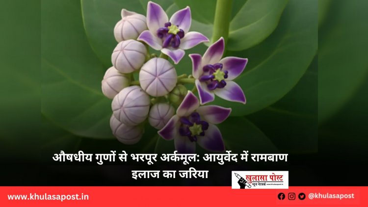 औषधीय गुणों से भरपूर अर्कमूल: आयुर्वेद में रामबाण इलाज का जरिया