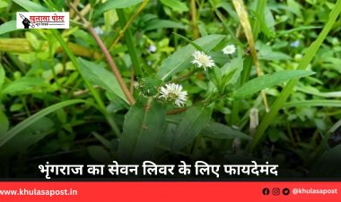भृंगराज का सेवन लिवर के लिए फायदेमंद