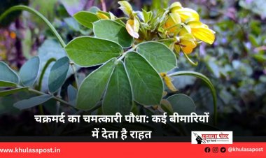 चक्रमर्द का चमत्कारी पौधा: कई बीमारियों में देता है राहत