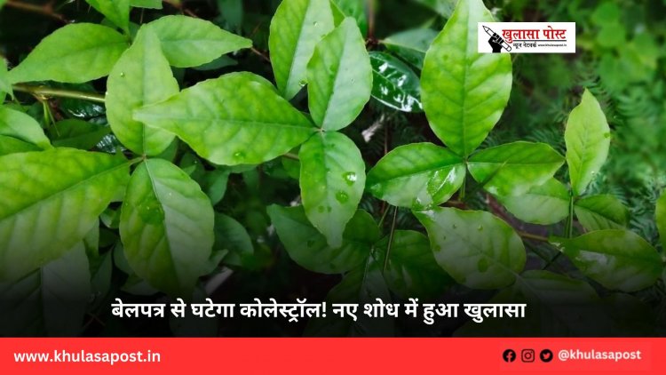 बेलपत्र से घटेगा कोलेस्ट्रॉल! नए शोध में हुआ खुलासा