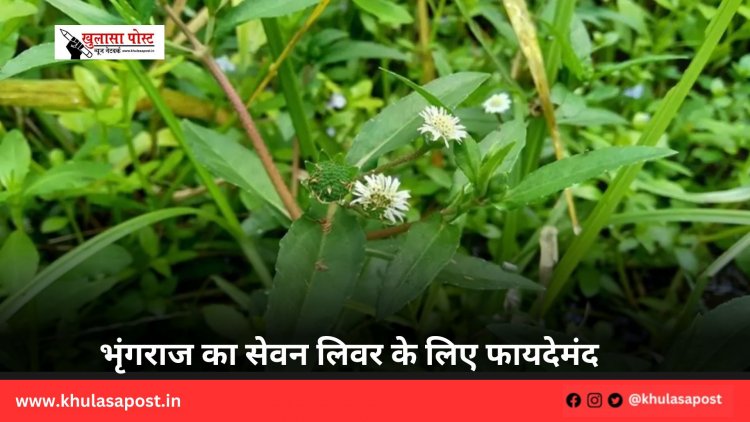 भृंगराज का सेवन लिवर के लिए फायदेमंद