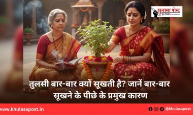 तुलसी बार-बार क्यों सूखती है? जानें बार-बार सूखने के पीछे के प्रमुख कारण