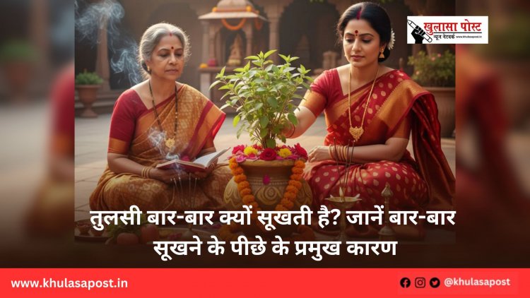 तुलसी बार-बार क्यों सूखती है? जानें बार-बार सूखने के पीछे के प्रमुख कारण