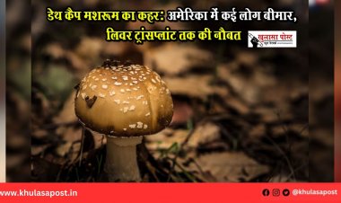 डेथ कैप मशरूम का कहर: अमेरिका में कई लोग बीमार, लिवर ट्रांसप्लांट तक की नौबत