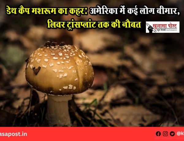 डेथ कैप मशरूम का कहर: अमेरिका में कई लोग बीमार, लिवर ट्रांसप्लांट तक की नौबत