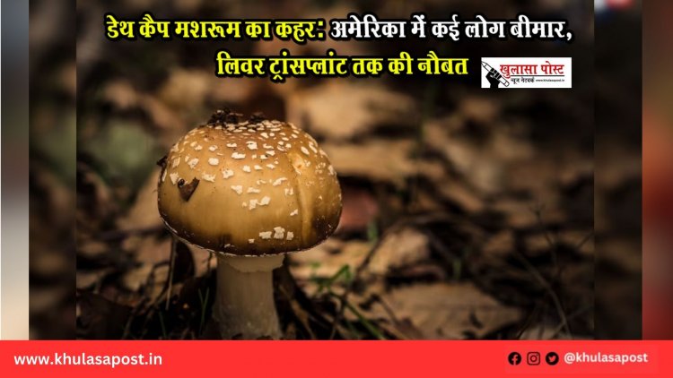 डेथ कैप मशरूम का कहर: अमेरिका में कई लोग बीमार, लिवर ट्रांसप्लांट तक की नौबत