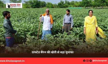 ग्राफ्टेड बैंगन की खेती से बड़ा मुनाफा