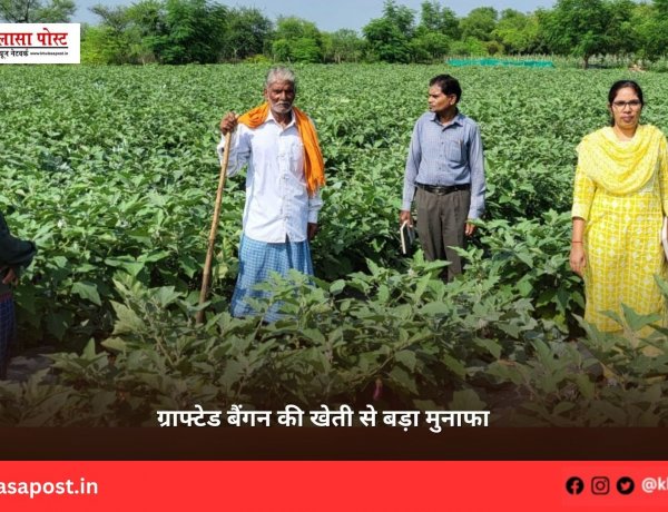 ग्राफ्टेड बैंगन की खेती से बड़ा मुनाफा