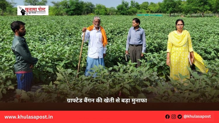 ग्राफ्टेड बैंगन की खेती से बड़ा मुनाफा
